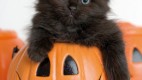 ハロウィンかぼちゃと猫