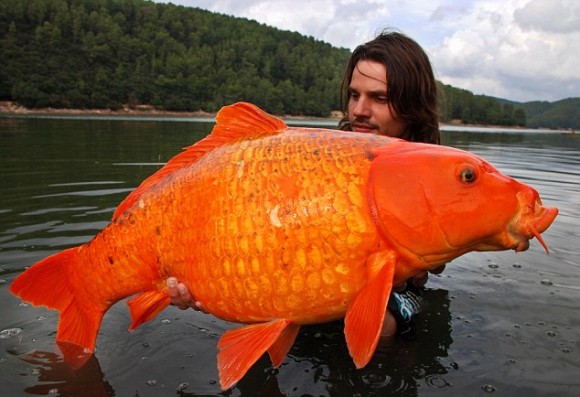 biggest-goldfish