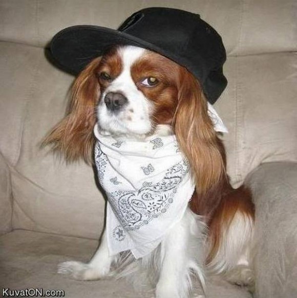 gangster-dogs-07