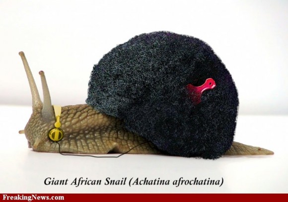 giant-african-snail