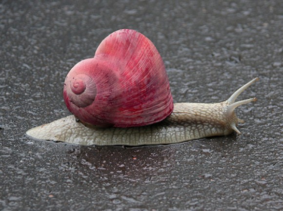 heart-snail