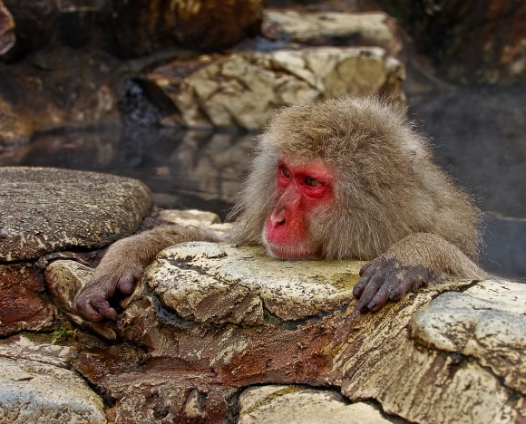 japanese-macaque-winter-02