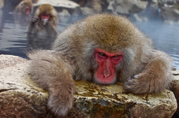 japanese-macaque-winter-04
