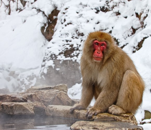 japanese-macaque-winter-07
