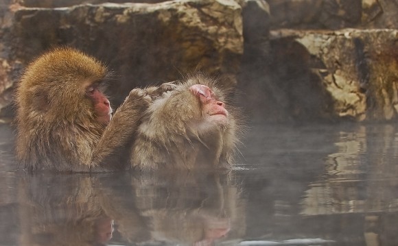 japanese-macaque-winter-09