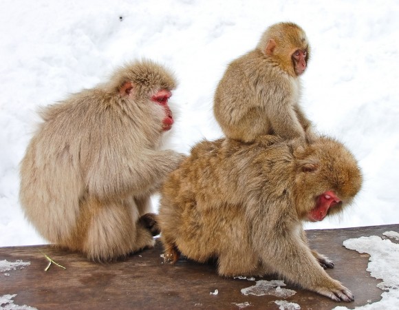 japanese-macaque-winter-19