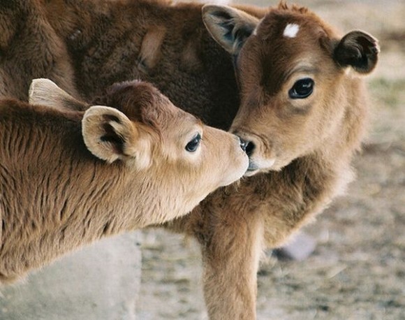 kissing-cute-animals-07