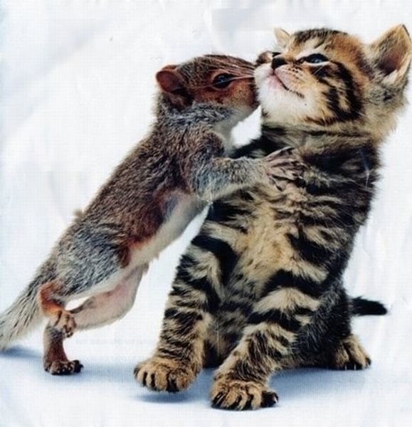 kissing-cute-animals-08