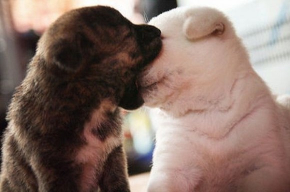 kissing-cute-animals-09