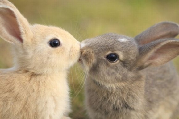 kissing-cute-animals-12