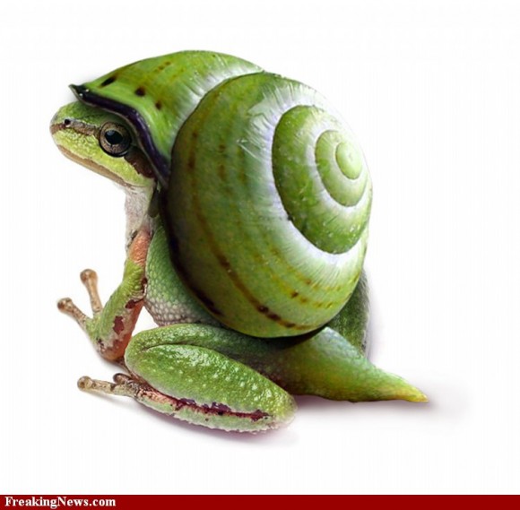 snail-frog