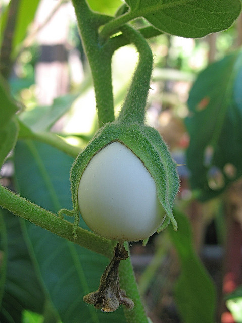 white-egg-plant