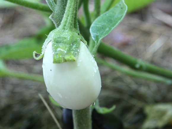 whiteeggplant
