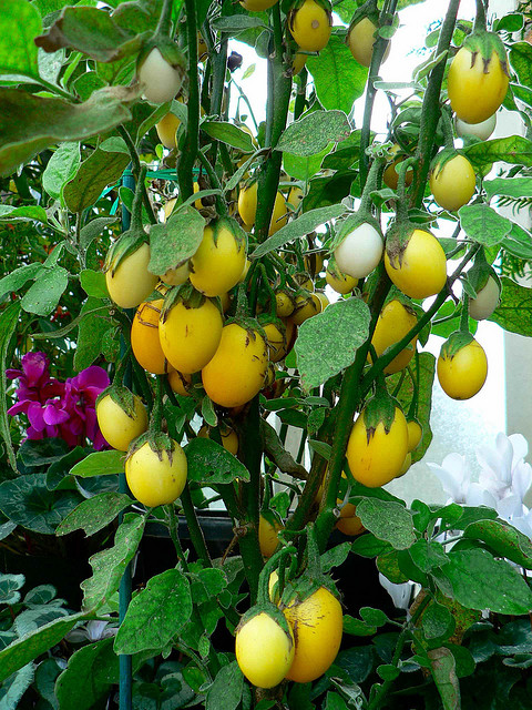 yellow-egg-plants