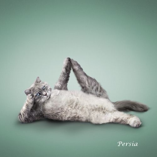 yoga-cat-02