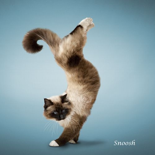 yoga-cat-05