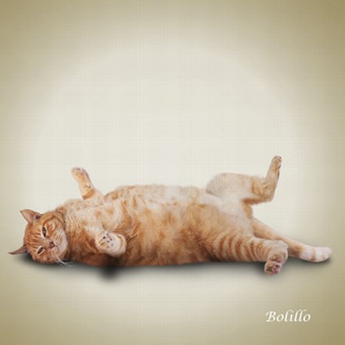 yoga-cat-10